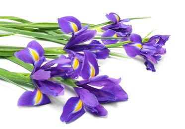 Beautiful violet iris flowers isolated on white