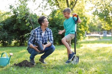 Photo of Dad and son planting tree in park on sunny day