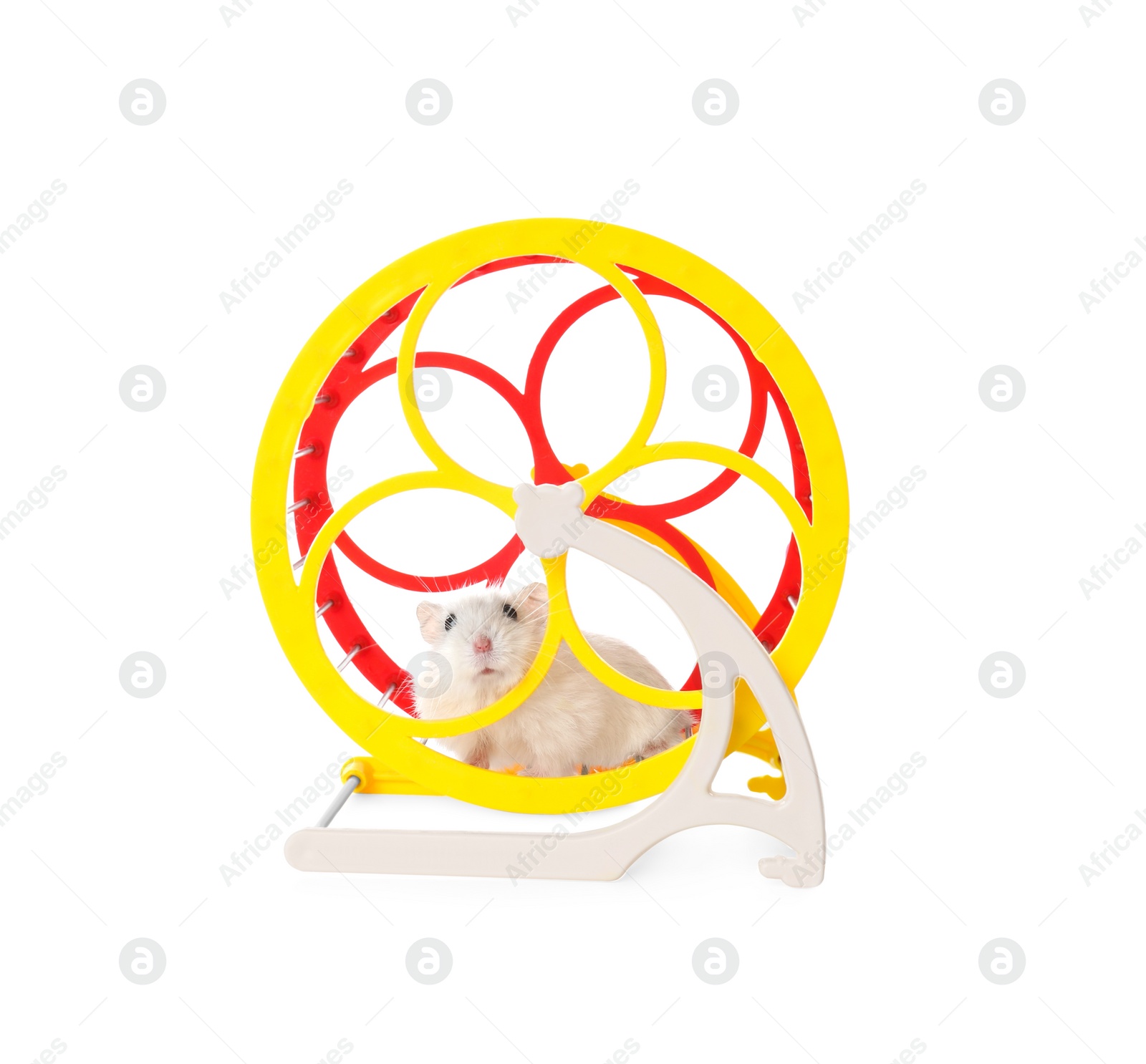 Photo of Cute funny hamster running in wheel on white background