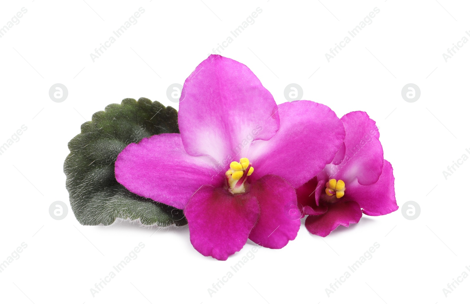 Photo of Pink flowers of violet plant and green leaf on white background