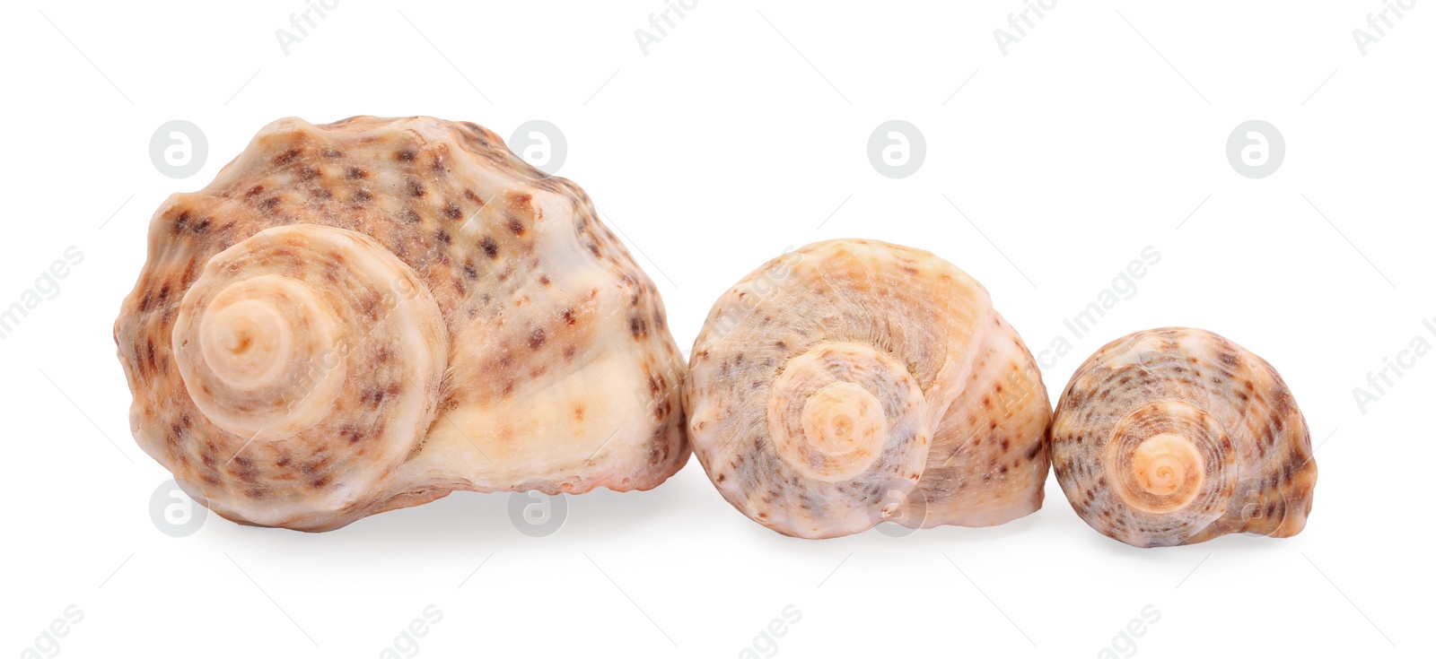 Photo of Beautiful seashells isolated on white. Beach objects