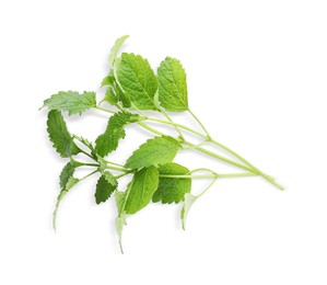 Photo of Fresh green lemon balm twig isolated on white, top view