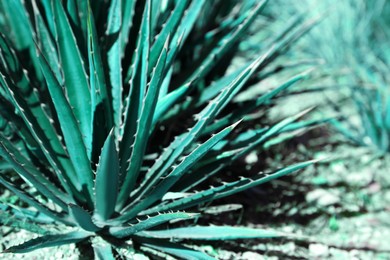 Closeup view of beautiful Agave plant growing outdoors