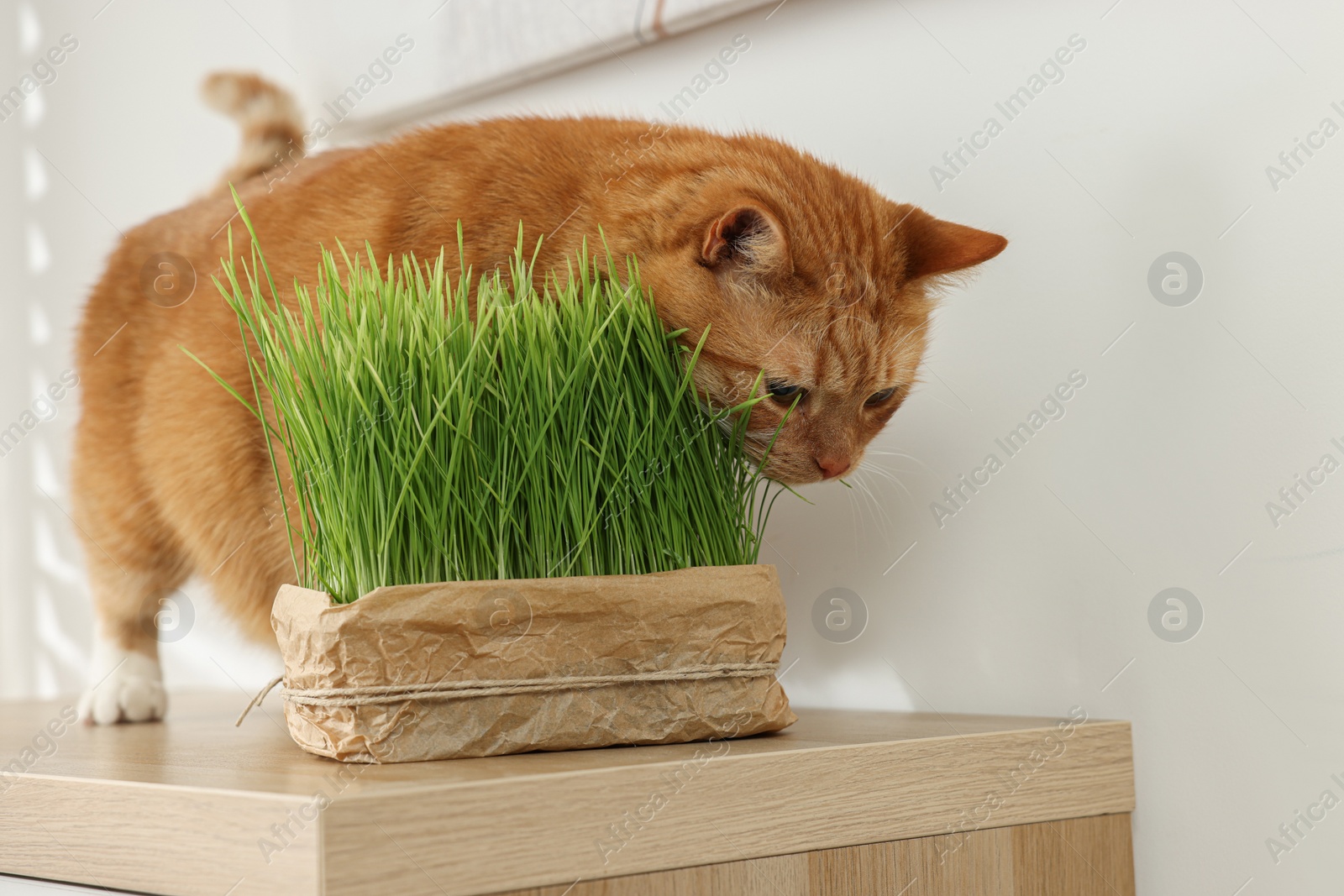 Photo of Cute ginger cat near potted green grass on wooden table indoors