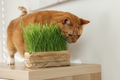 Cute ginger cat near potted green grass on wooden table indoors