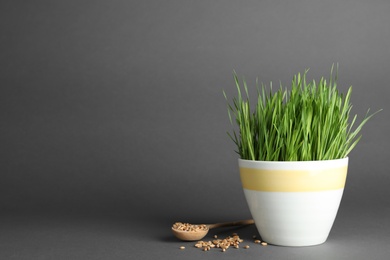 Photo of Composition with wheat grass and seeds on grey background, space for text