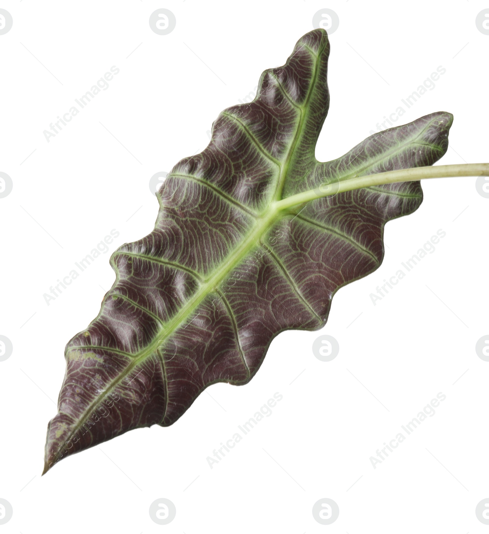 Photo of Leaf of tropical alocasia plant isolated on white