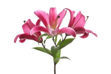 Photo of Beautiful pink lily flowers isolated on white