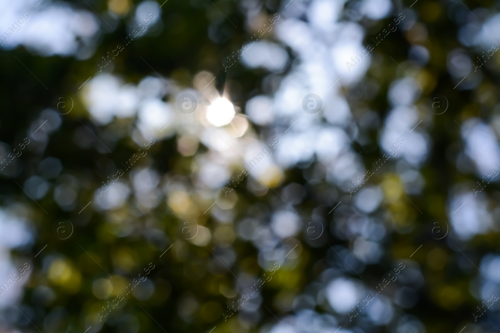 Photo of Blurred view of green tree outdoors. Bokeh effect