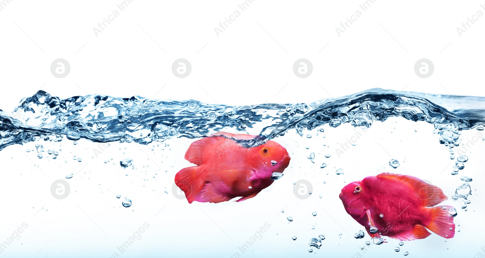 Image of Beautiful tropical blood parrot cichlid fish in clear water