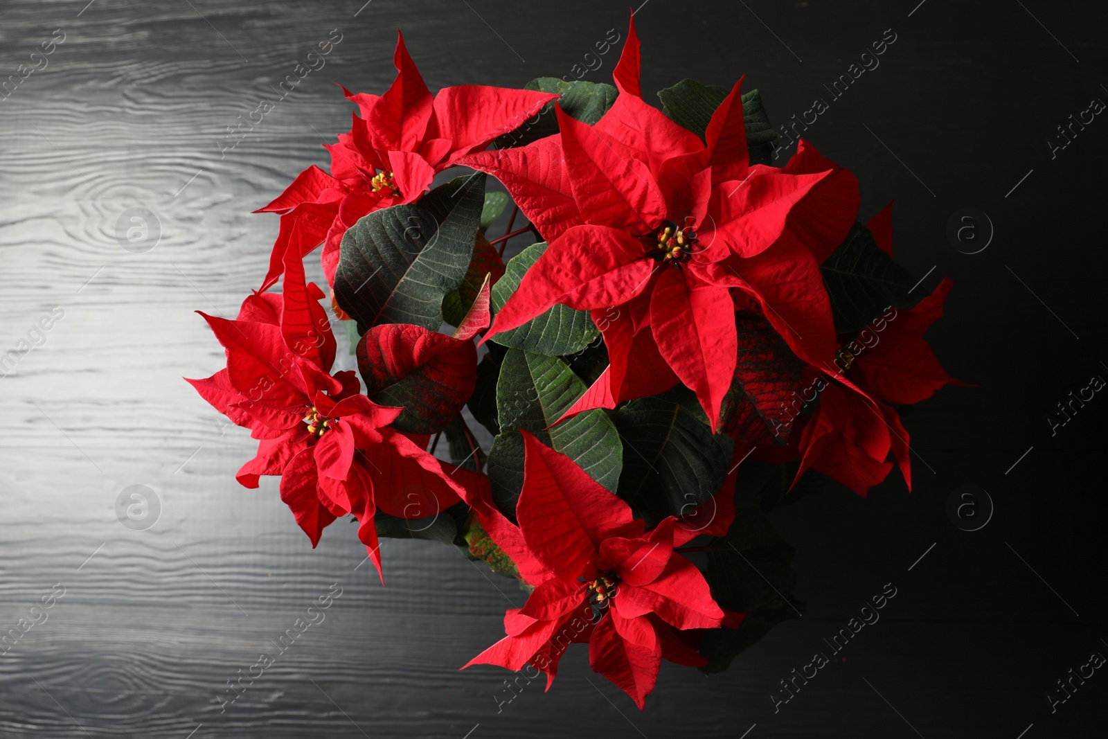 Photo of Poinsettia (traditional Christmas flower) on wooden table, top view