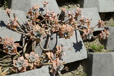 Stone pots with beautiful succulents outdoors on sunny day