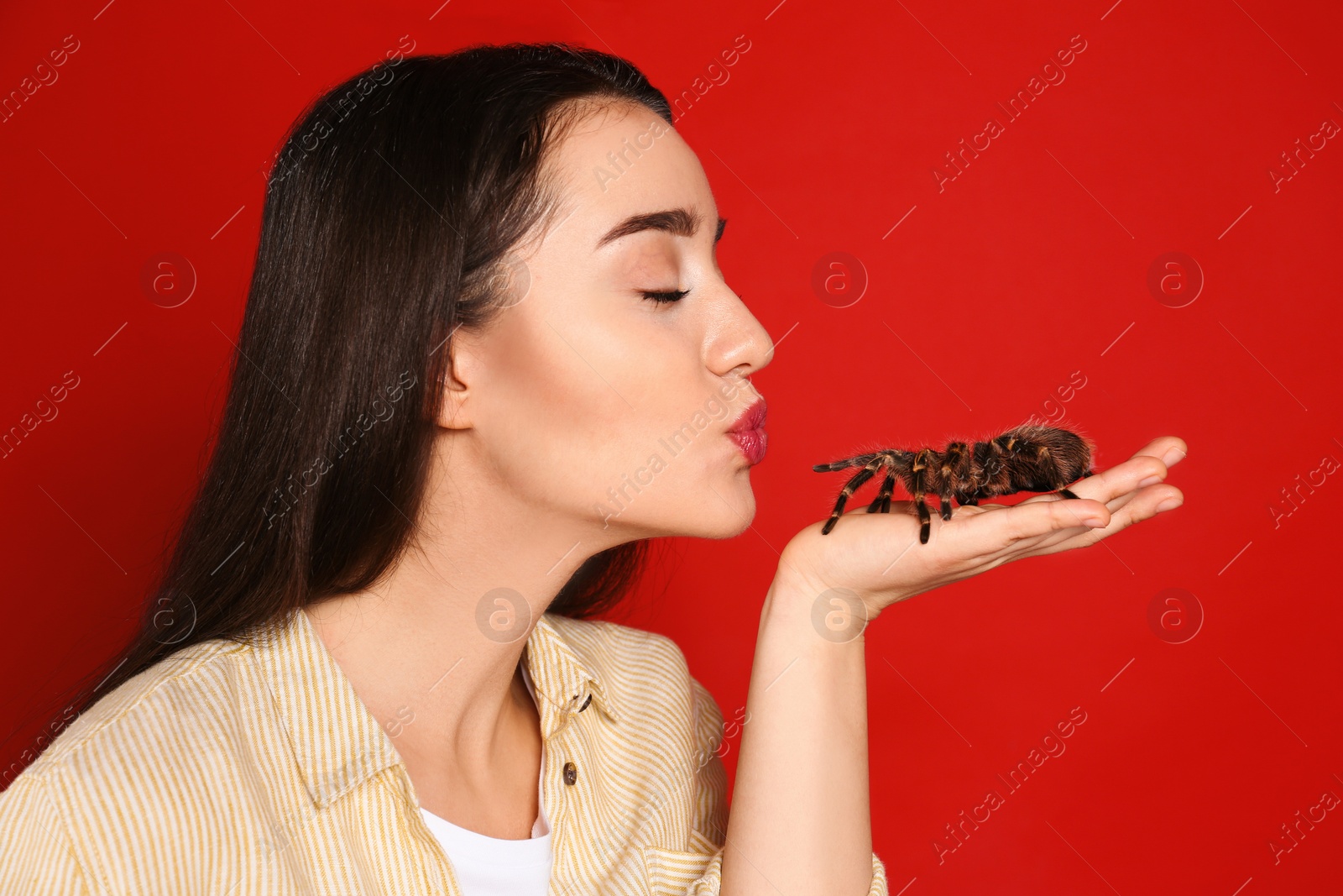 Photo of Woman holding striped knee tarantula on red background. Exotic pet