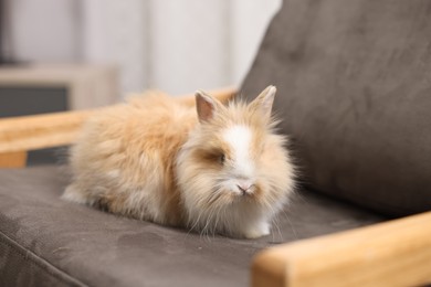 Photo of Cute fluffy pet rabbit on armchair indoors