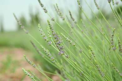 Photo of Beautiful lavender growing in field, closeup view