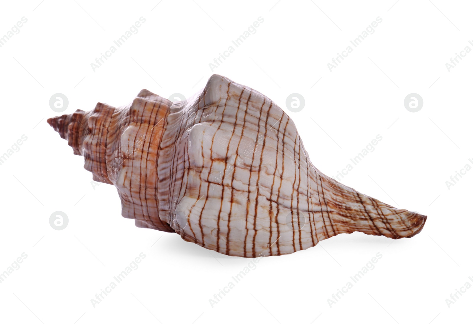 Photo of Beautiful exotic sea shell isolated on white