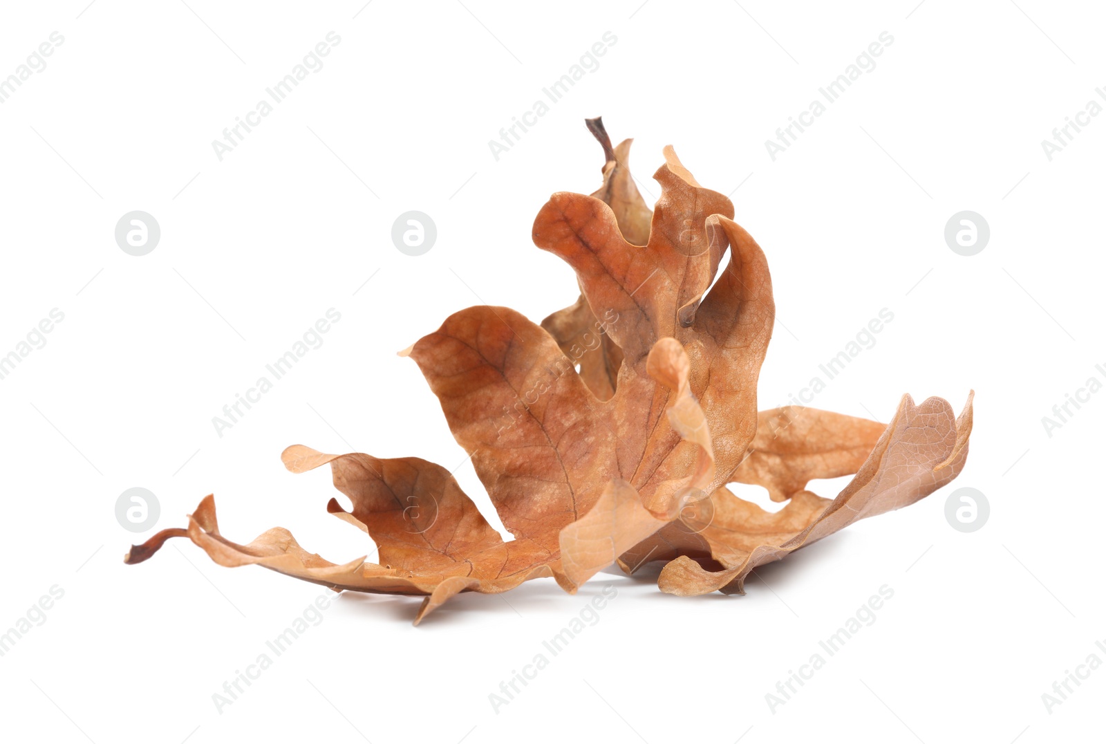 Photo of Autumn season. Dry oak leaves isolated on white