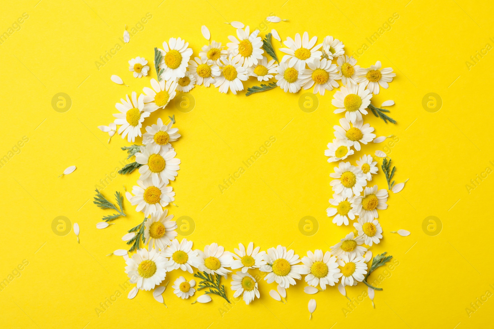 Photo of Frame made with fresh chamomiles on yellow background. Space for text