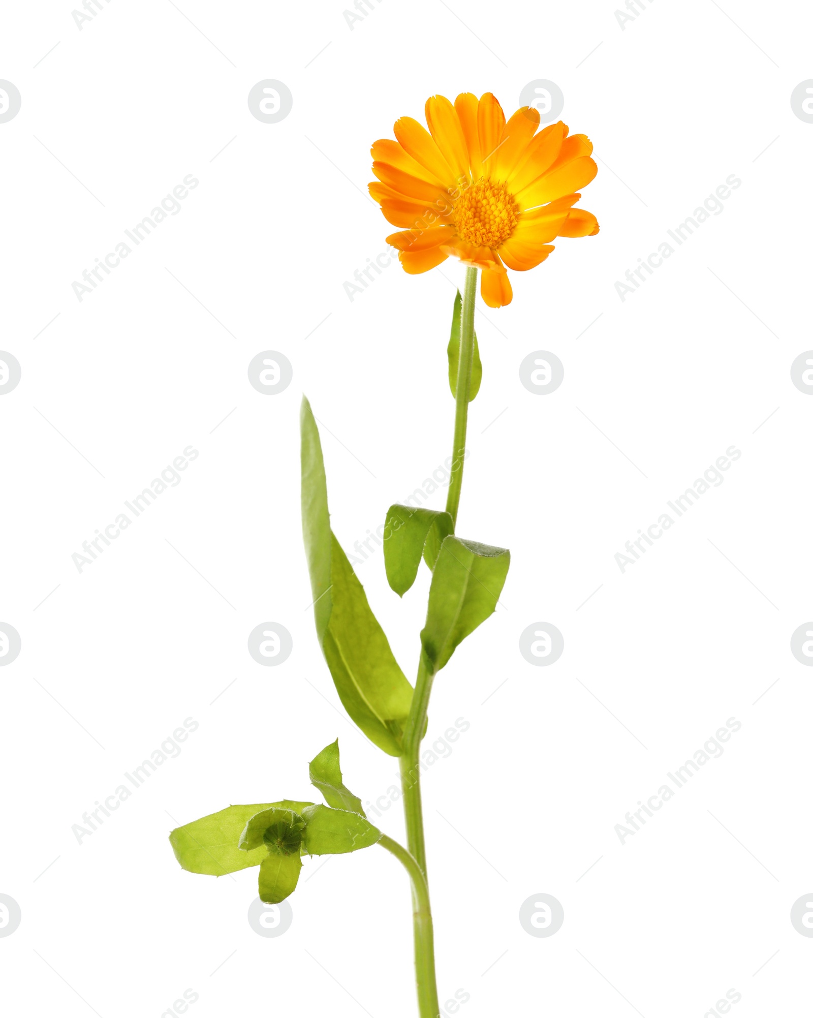 Photo of Fresh blooming calendula plant isolated on white