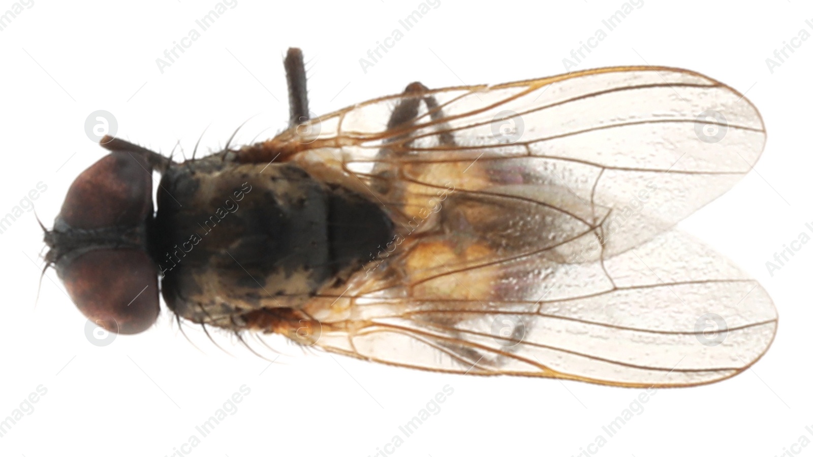 Photo of Common fly isolated on white, top view