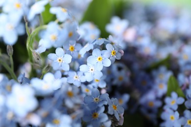 Photo of Beautiful forget-me-not flowers growing outdoors, closeup. Spring season