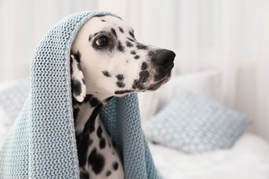 Photo of Adorable Dalmatian dog wrapped in blanket indoors