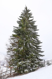 Photo of Beautiful view of tall fir tree near wooden fence on snowy hill. Winter landscape