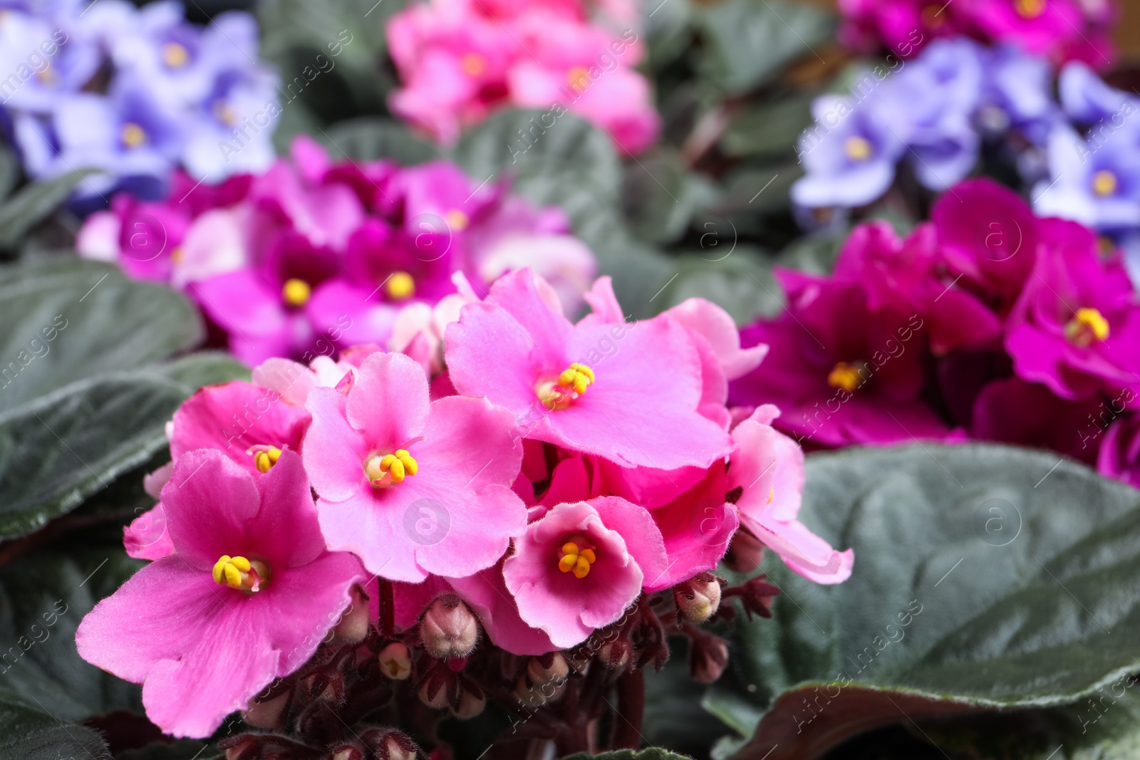 Photo of Beautiful blooming violets as background, closeup. Plants for house decor