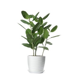 Photo of Beautiful ficus plant in pot on white background. House decor