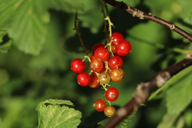 Photo of Closeup view of red currant bush with ripening berries outdoors on sunny day