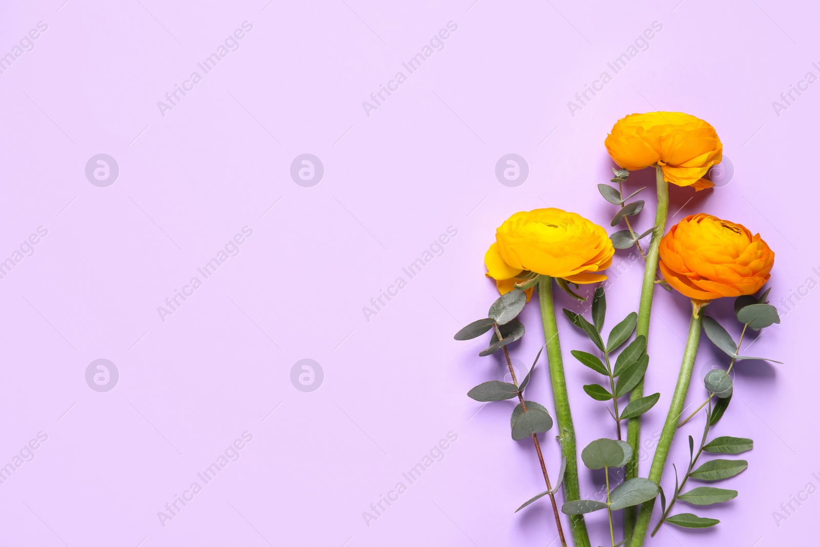 Photo of Beautiful ranunculus flowers on light violet background, flat lay. Space for text