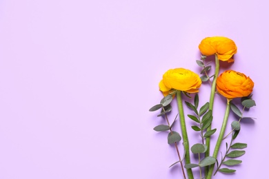 Photo of Beautiful ranunculus flowers on light violet background, flat lay. Space for text