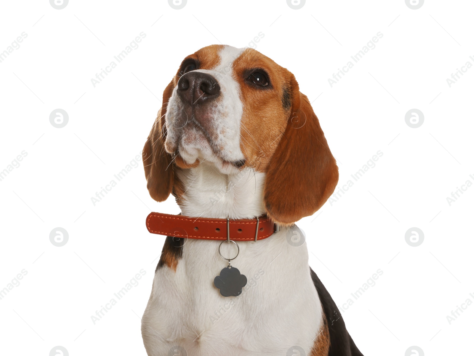 Photo of Adorable Beagle dog in stylish collar on white background