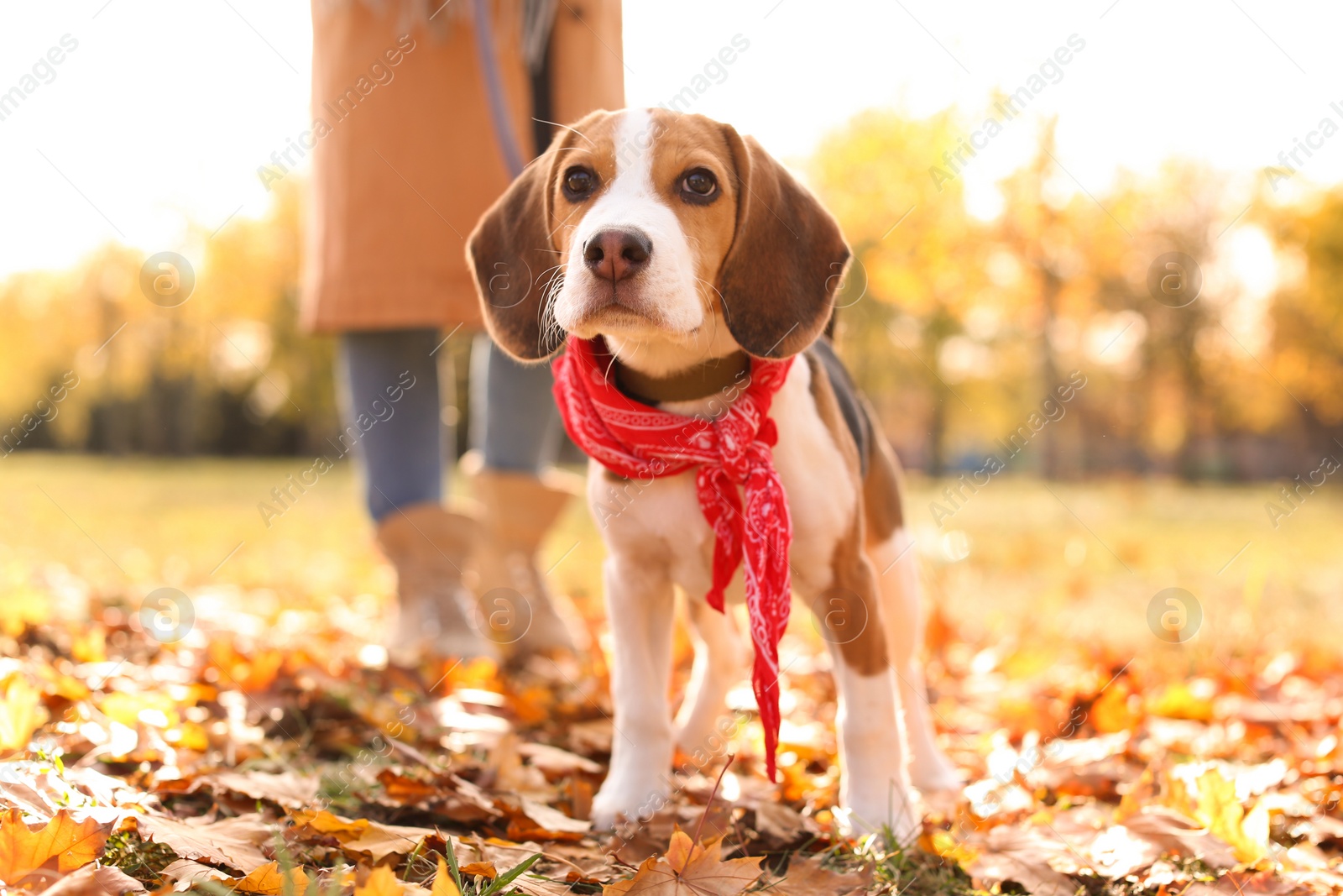 Photo of Woman walking her cute Beagle dog in park on autumn day