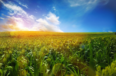 Image of Sunlit corn field under blue sky with clouds