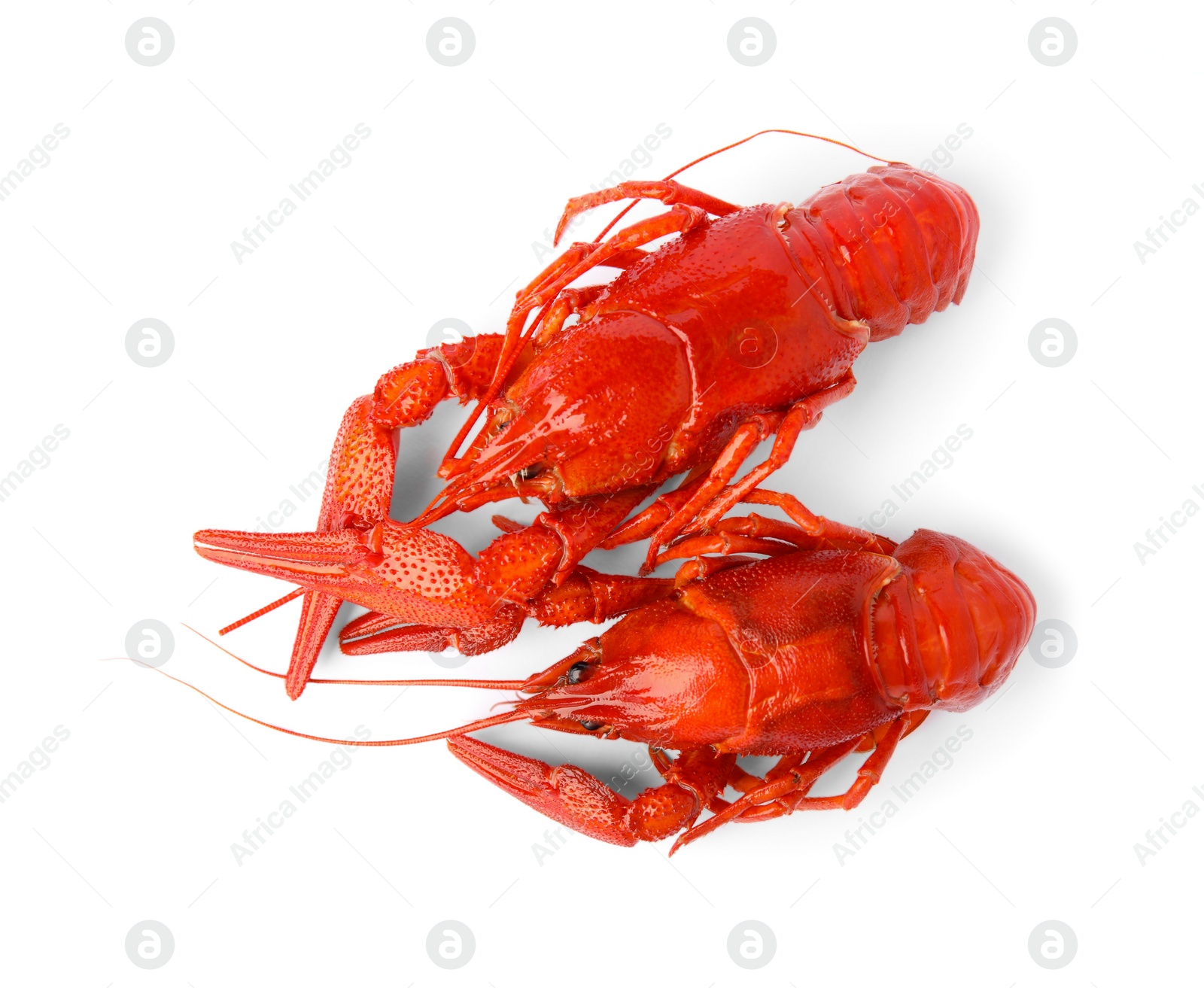 Photo of Fresh delicious boiled crayfish isolated on white, top view