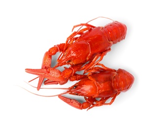 Photo of Fresh delicious boiled crayfish isolated on white, top view