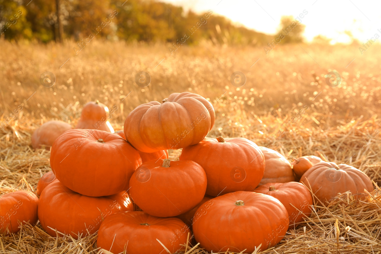 Photo of Ripe orange pumpkins among straw in field