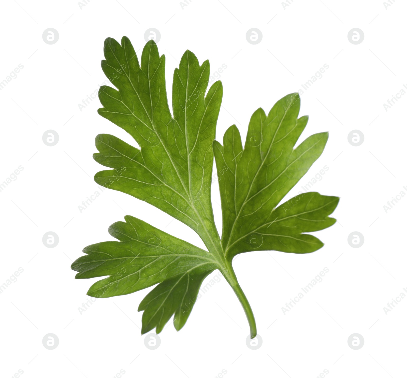 Photo of Aromatic fresh green parsley isolated on white