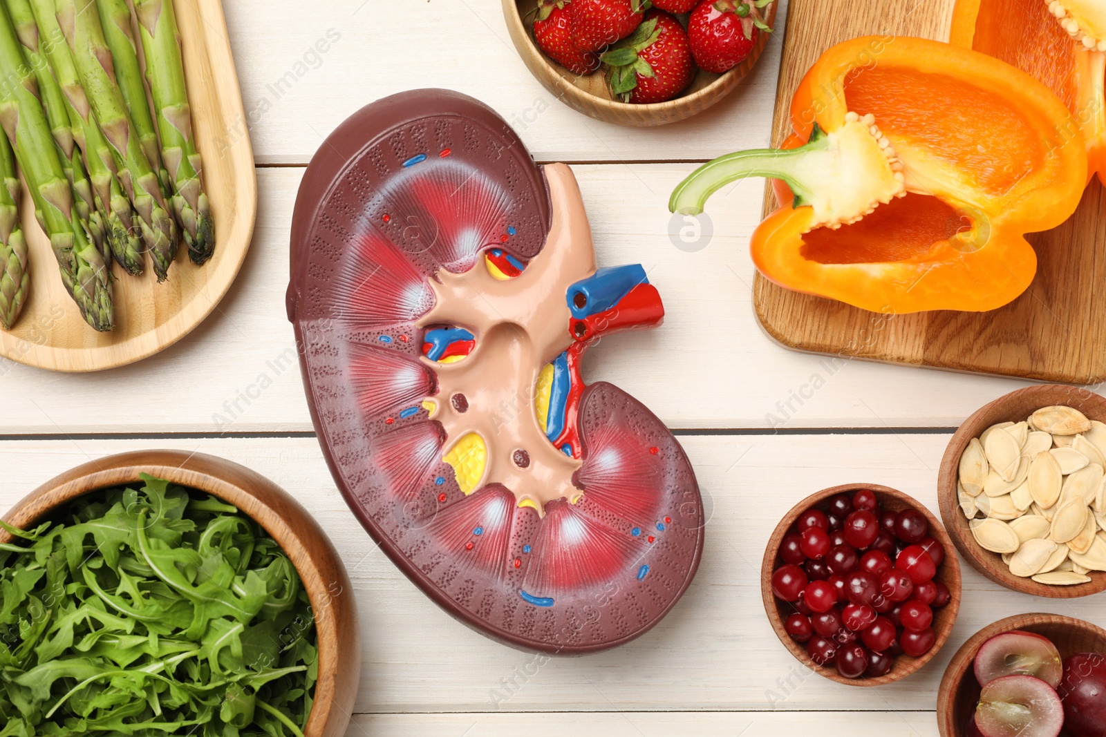 Photo of Kidney model and different healthy products on white wooden table, flat lay