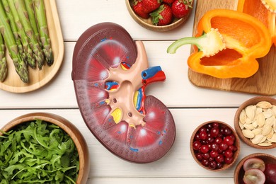 Kidney model and different healthy products on white wooden table, flat lay