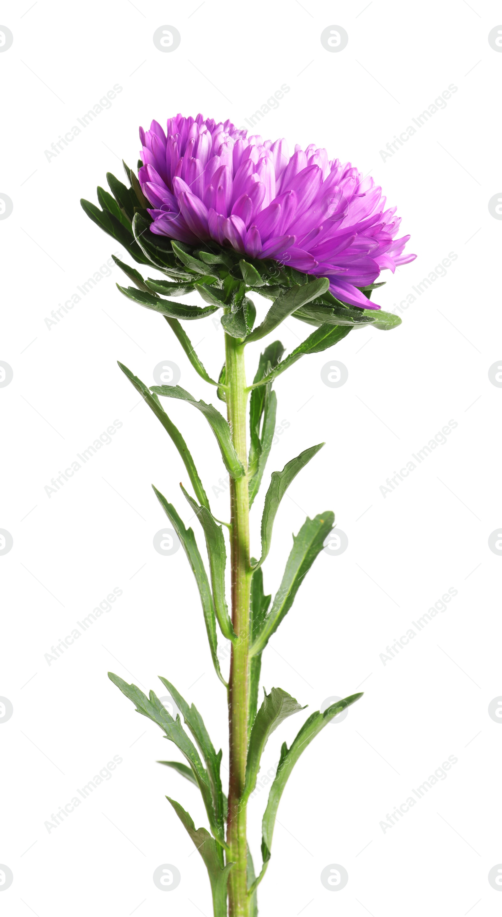 Photo of Beautiful bright aster flower on white background