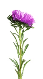 Beautiful bright aster flower on white background