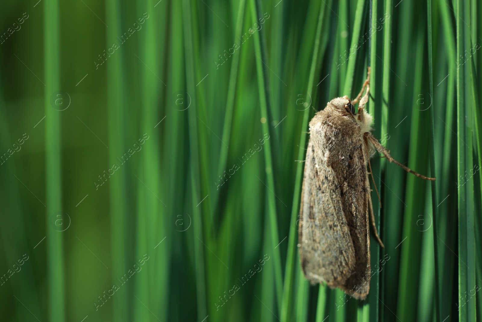 Photo of Paradrina clavipalpis moth on green grass outdoors, space for text