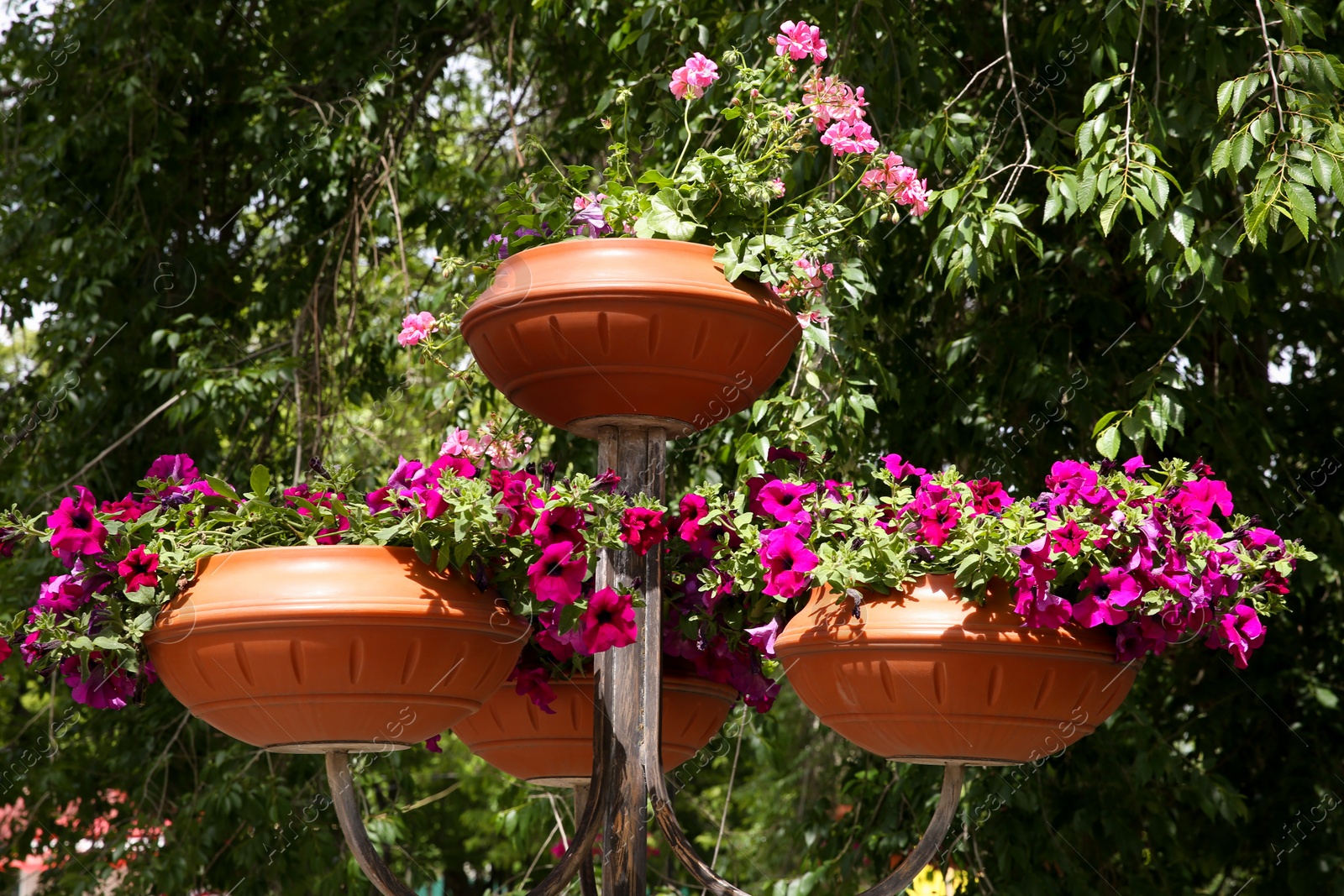 Photo of Beautiful colorful flowers in plant pots outdoors on sunny day