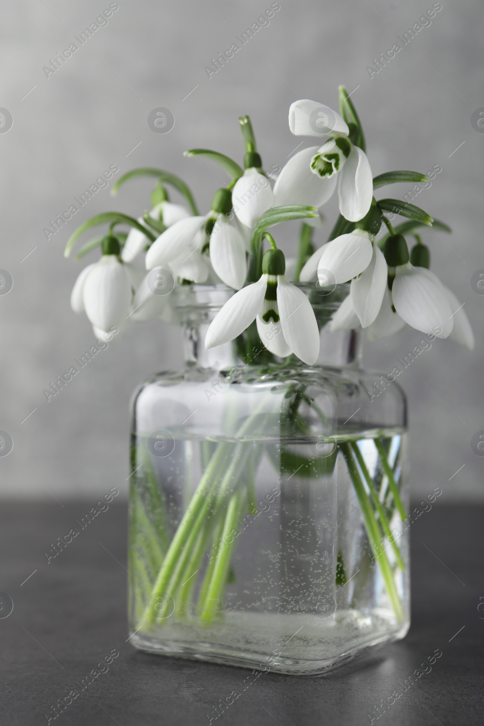 Photo of Beautiful snowdrop flowers in glass jar on grey table