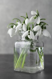 Beautiful snowdrop flowers in glass jar on grey table