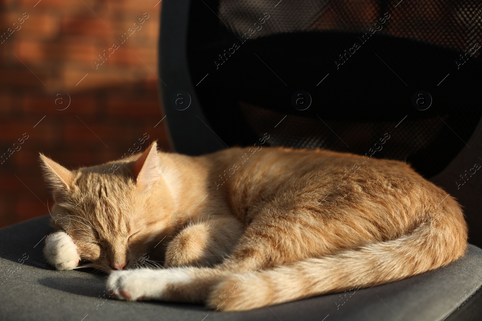 Photo of Cute ginger cat sleeping on sofa at home