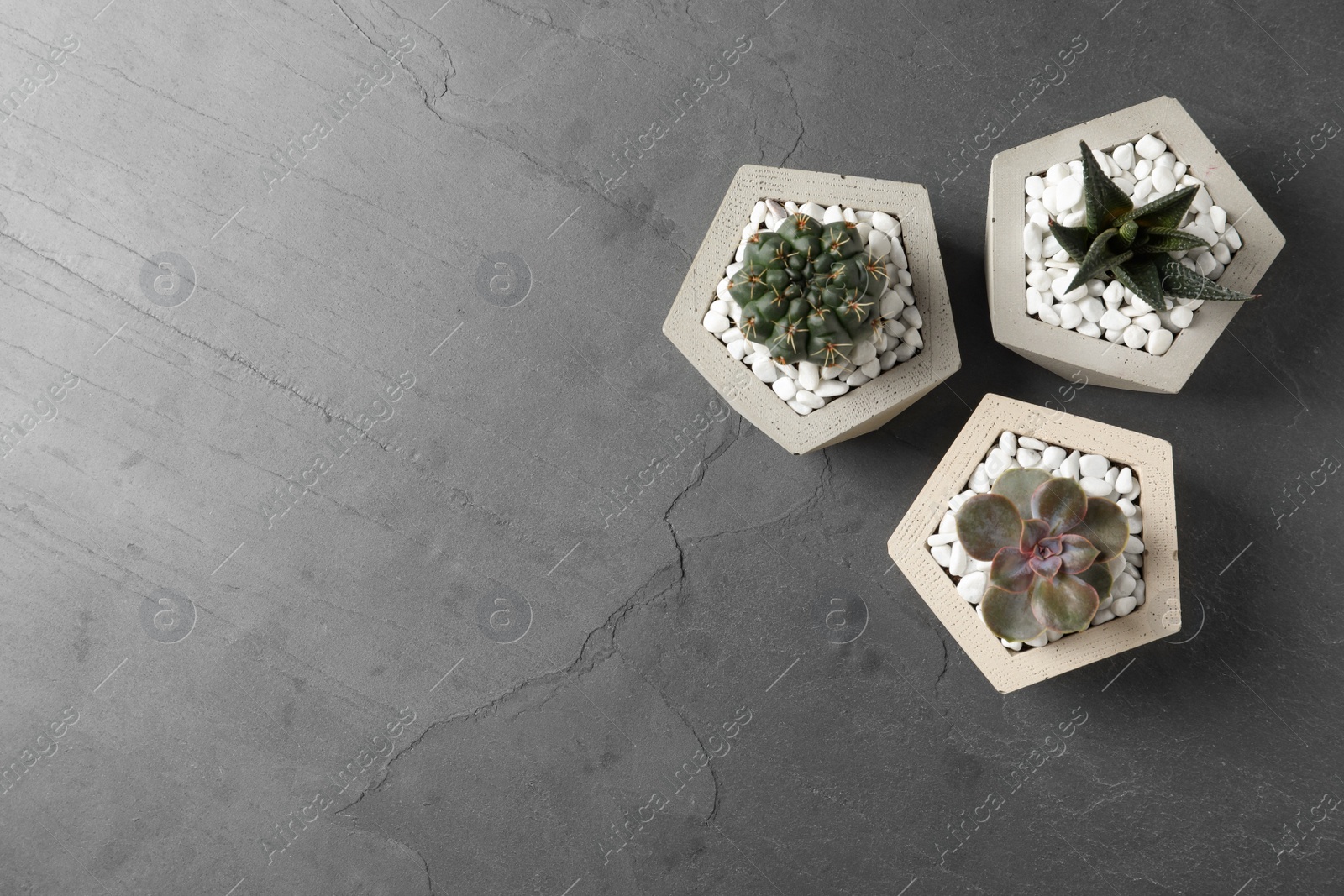 Photo of Beautiful succulent plants in stylish flowerpots on grey background, flat lay with space for text. Home decor