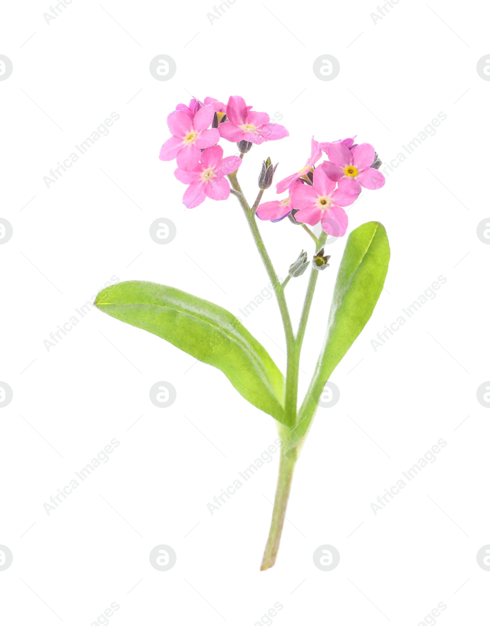 Photo of Beautiful pink Forget-me-not flowers isolated on white